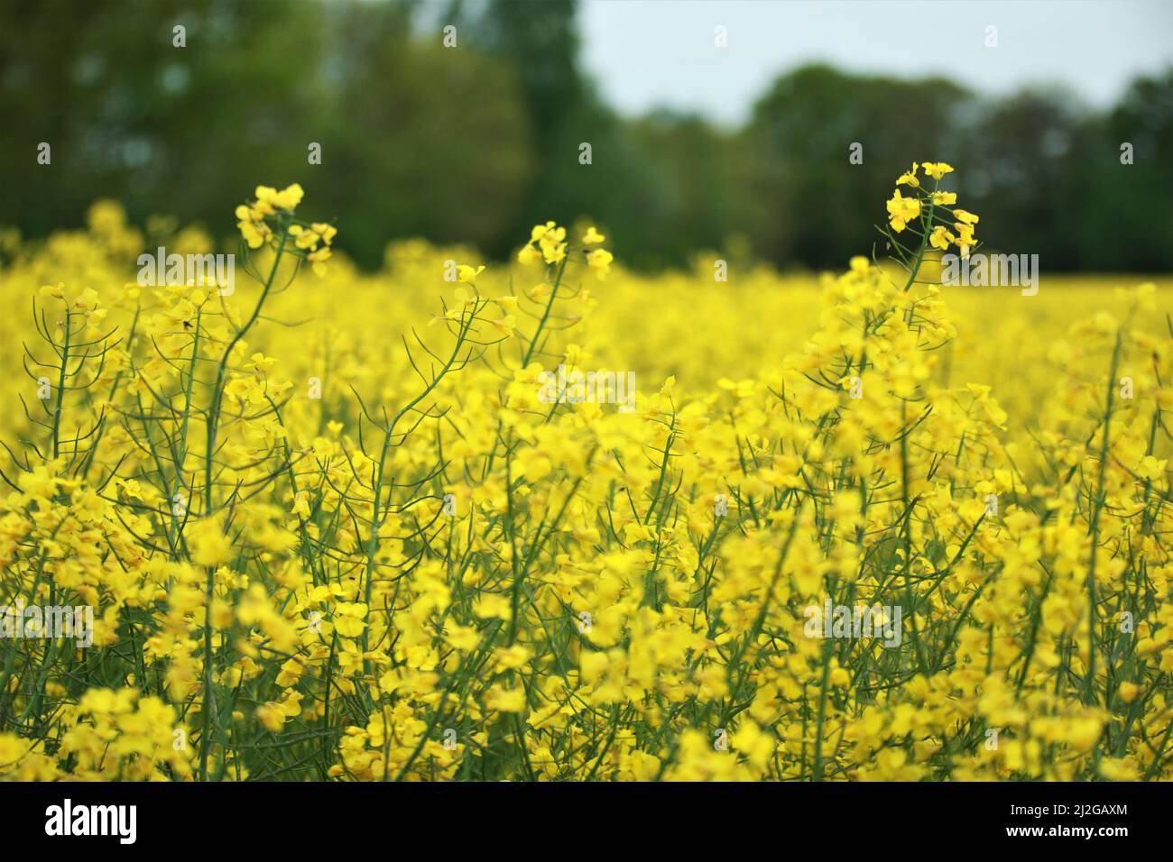 Gros plan de quelques fleurs de colza jaune contre un colza champ Banque D'Images