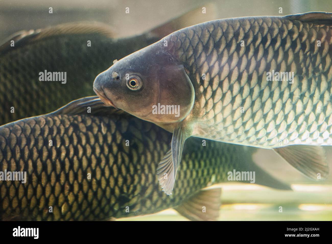 poisson vivant à vendre au supermarché, carpes nageant dans un