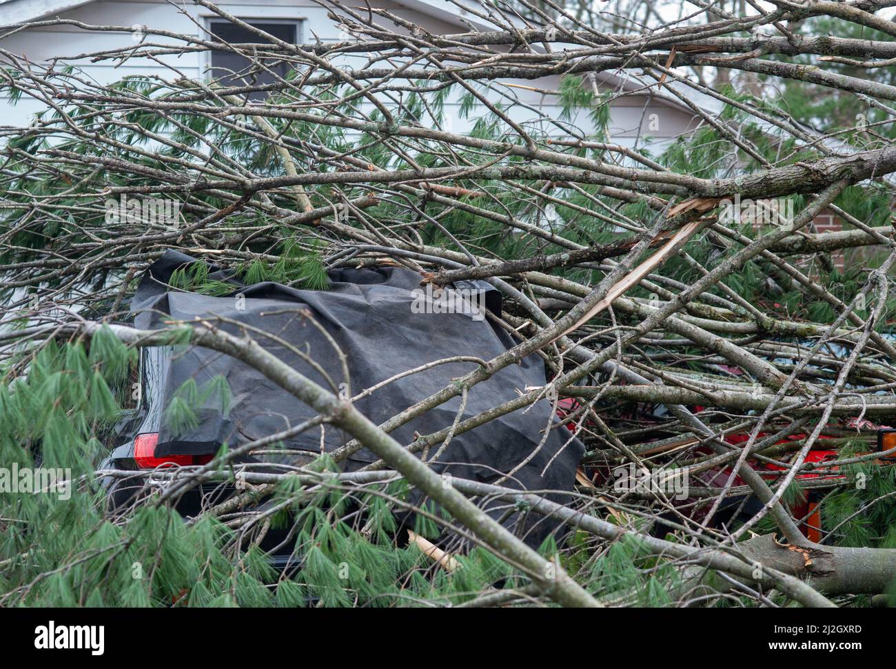 Bedminster, États-Unis. 01st avril 2022. Aly Rice et ses deux véhicules de Brandon sont couverts d'arbres après les orages qui ont causé des dommages importants aux maisons et aux biens dans la région et ont renversé 150 maisons électriques le vendredi 01 avril 2022 à Bedminster, en Pennsylvanie. Le Service météorologique national enquête sur la question de savoir si une tornade a effectivement touché le sol et a été la cause des dommages. Crédit : William Thomas Cain/Alay Live News Banque D'Images