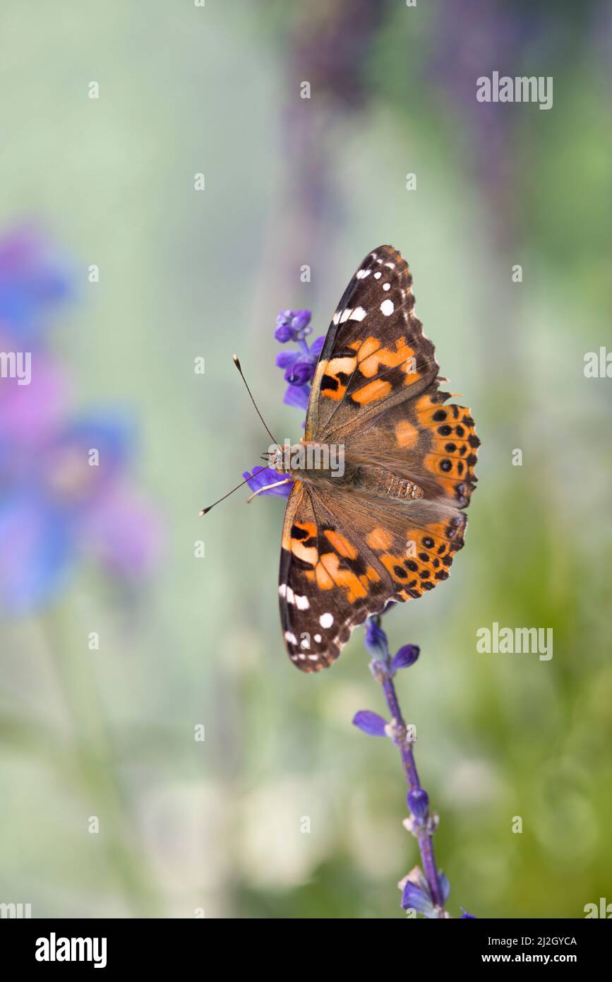 Un papillon de dame peint (vanessa cardui) se nourrissant d'une fleur de salvia avec des ailes s'étaler Banque D'Images