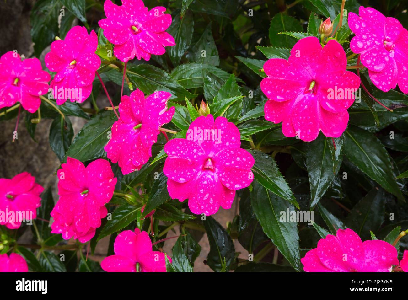 Impatiens x hybrida 'Rose vigoureux' - fleurs de Balsam au début de l'automne. Banque D'Images