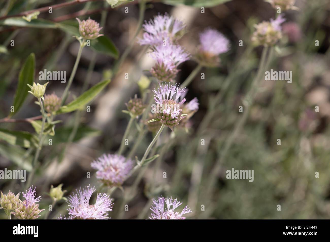 Inflorescences de la tête à cymoses à fleurs roses de Monardella Linoides, Lamiaceae, plante herbacée vivace indigène dans les montagnes de San Bernardino, été. Banque D'Images