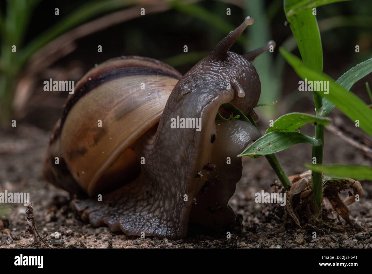 Un gros plan d'un escargot géant africain (Lissachatina fulica) se nourrissant d'une plante dans la forêt sèche équatorienne. Banque D'Images