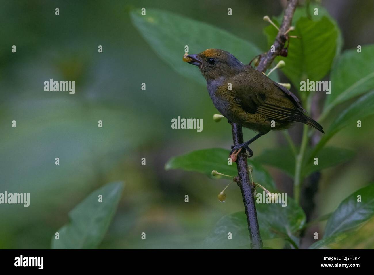 Une femelle d'euphonie à ventre orange (Euphonia xanthogaster) se nourrissant de baies à la réserve Buenaventura dans la province d'El Oro, en Équateur, en Amérique du Sud. Banque D'Images