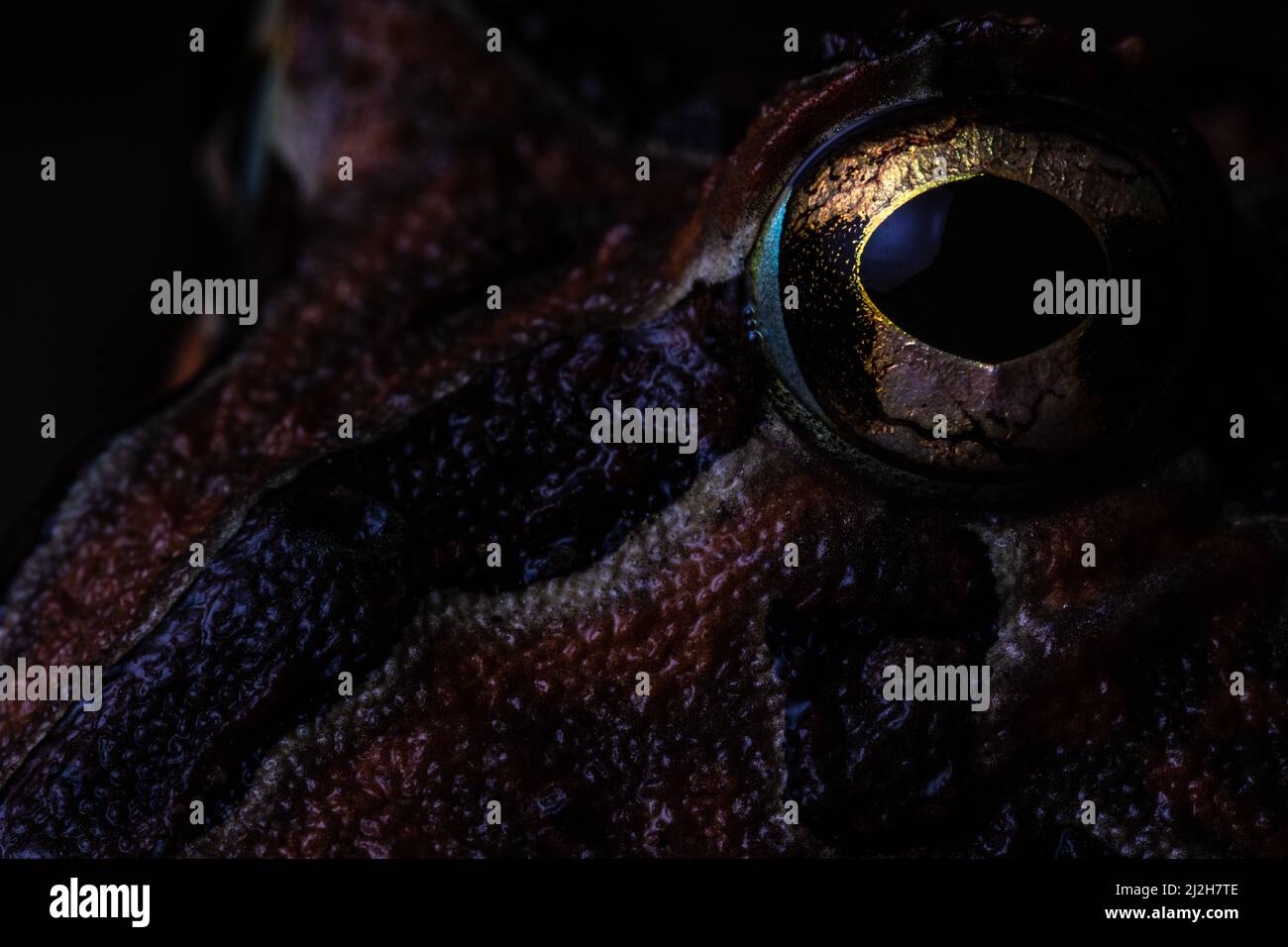 Photo macro d'une grenouille à cornes du pacifique (Ceratophrys stolzmanni) des forêts sèches de l'Équateur et du Pérou - une espèce menacée qui est rarement vue. Banque D'Images