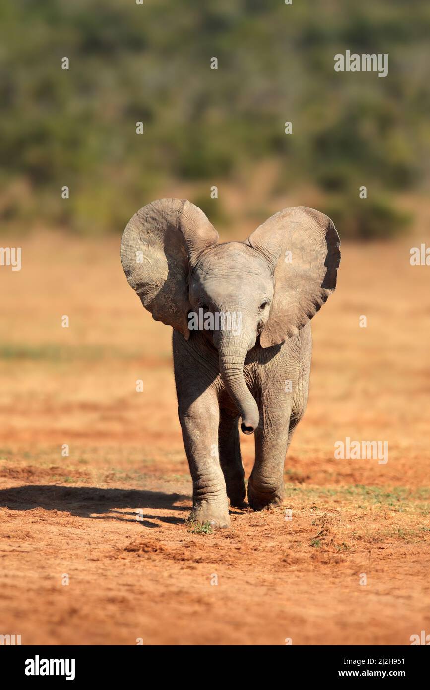 Un mignon bébé African elephant (Loxodonta africana), l'Addo Elephant National Park, Afrique du Sud Banque D'Images