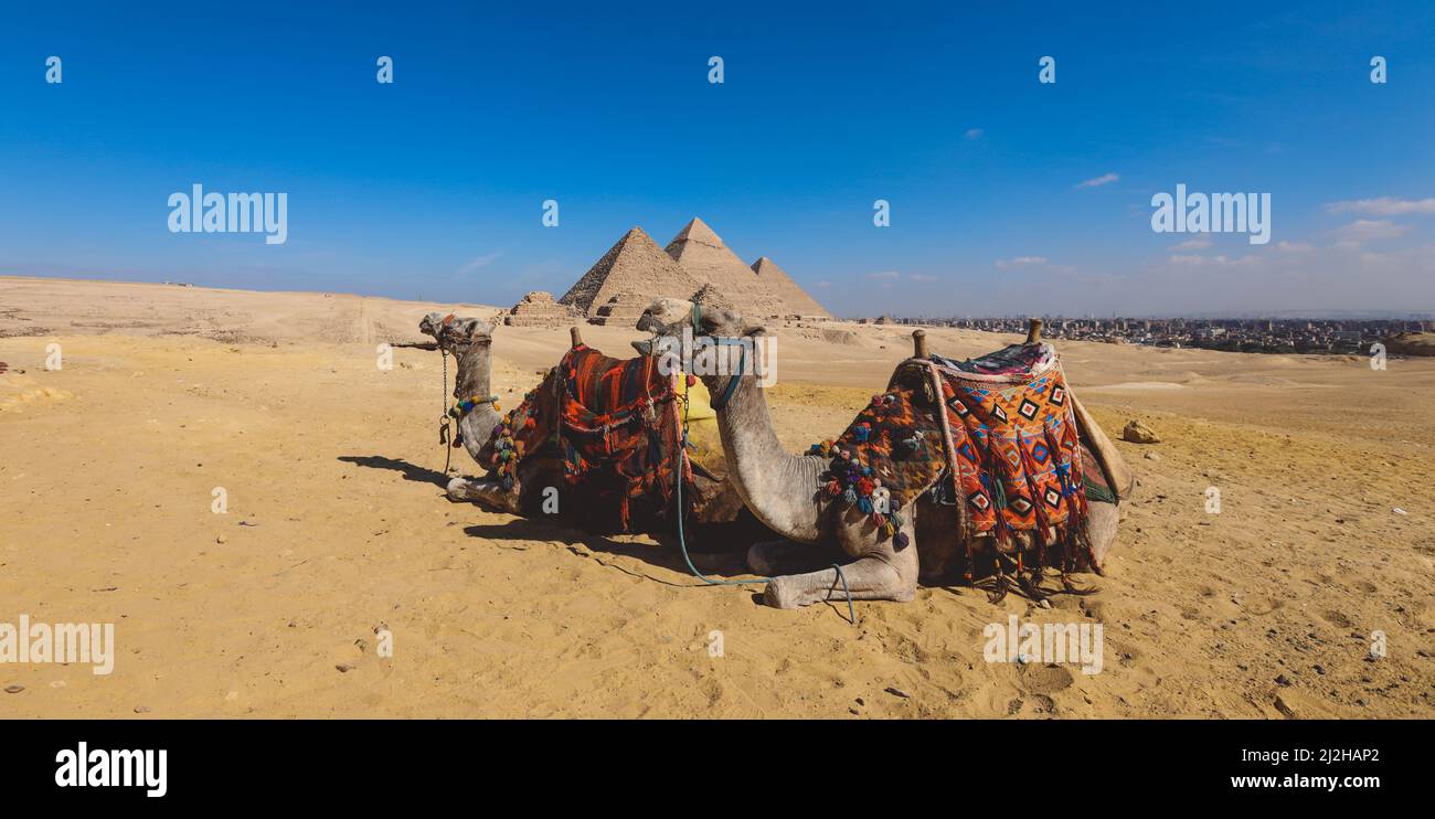 Chameaux et pyramides égyptiennes de Gizeh Banque D'Images