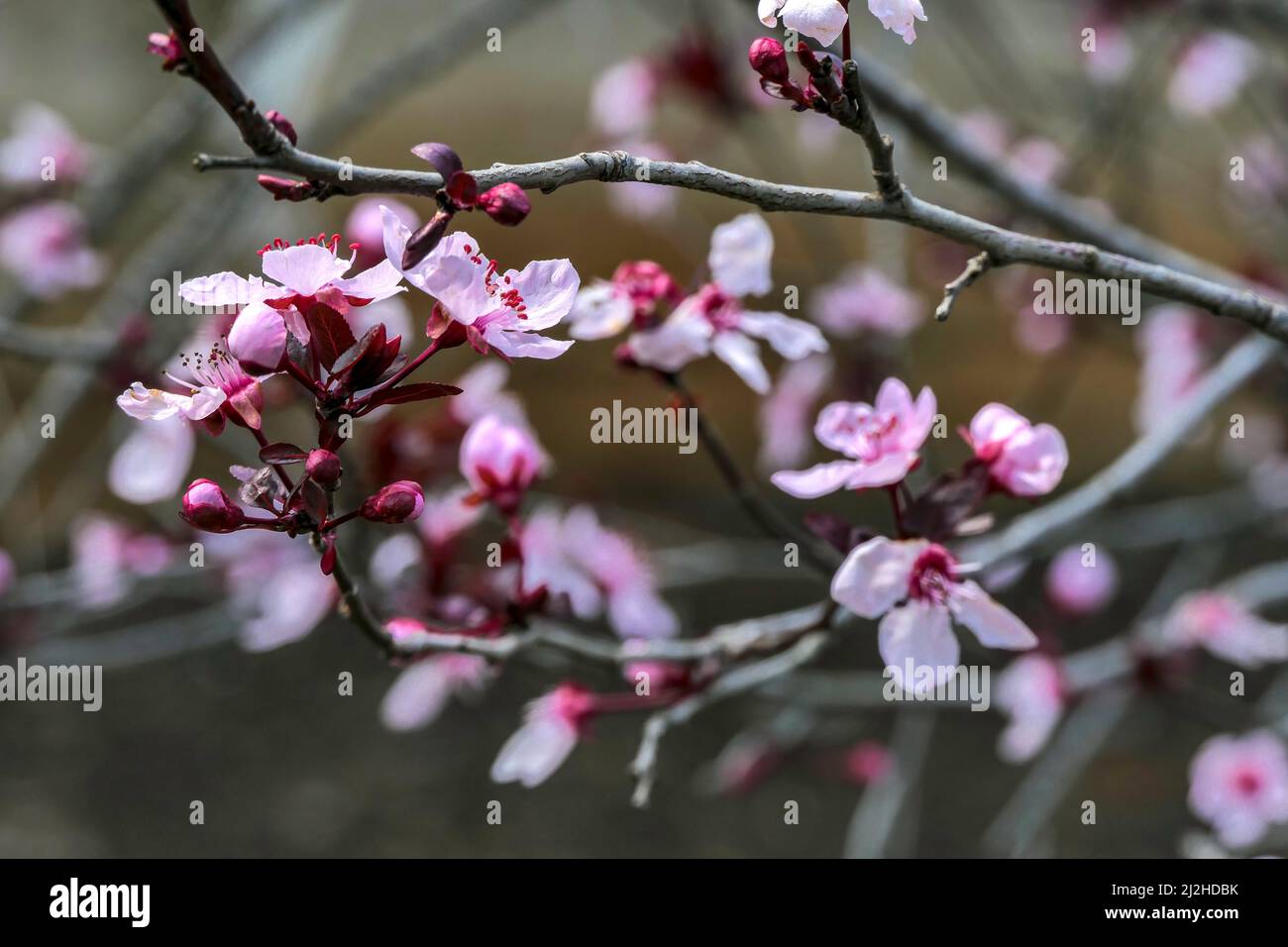 Arbre Pissardi plum fleuri avec des fleurs roses gros plan. Mise au point sélective. Arrière-plan flou Banque D'Images