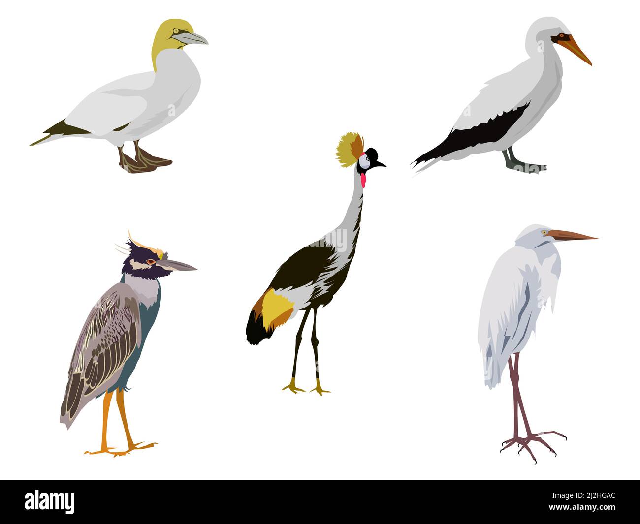 un groupe d'oiseaux sur fond blanc Illustration de Vecteur