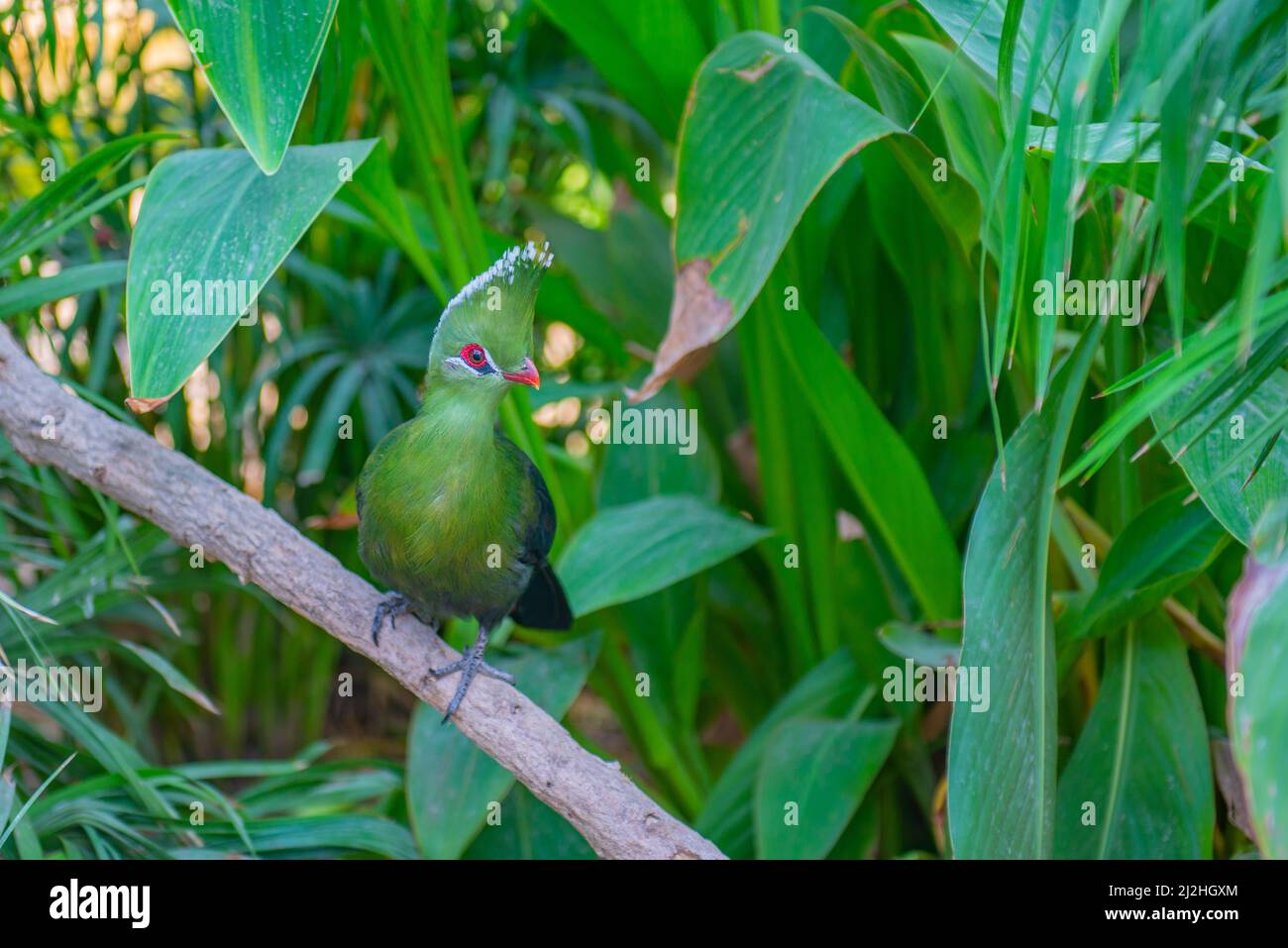 Turaco habit principalement des couronnes d'arbres dans les zones boisées Banque D'Images
