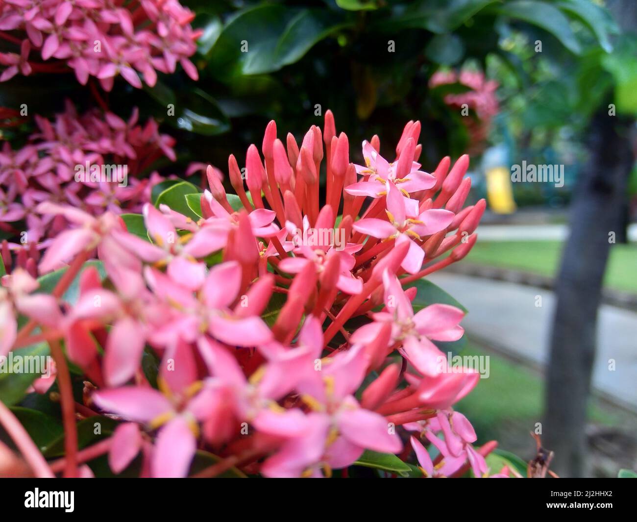 Jasmin de l'Ouest indien (également appelé ixora, flamme de jungle, géranium de jungle, cruz de Malte) avec un fond naturel Banque D'Images