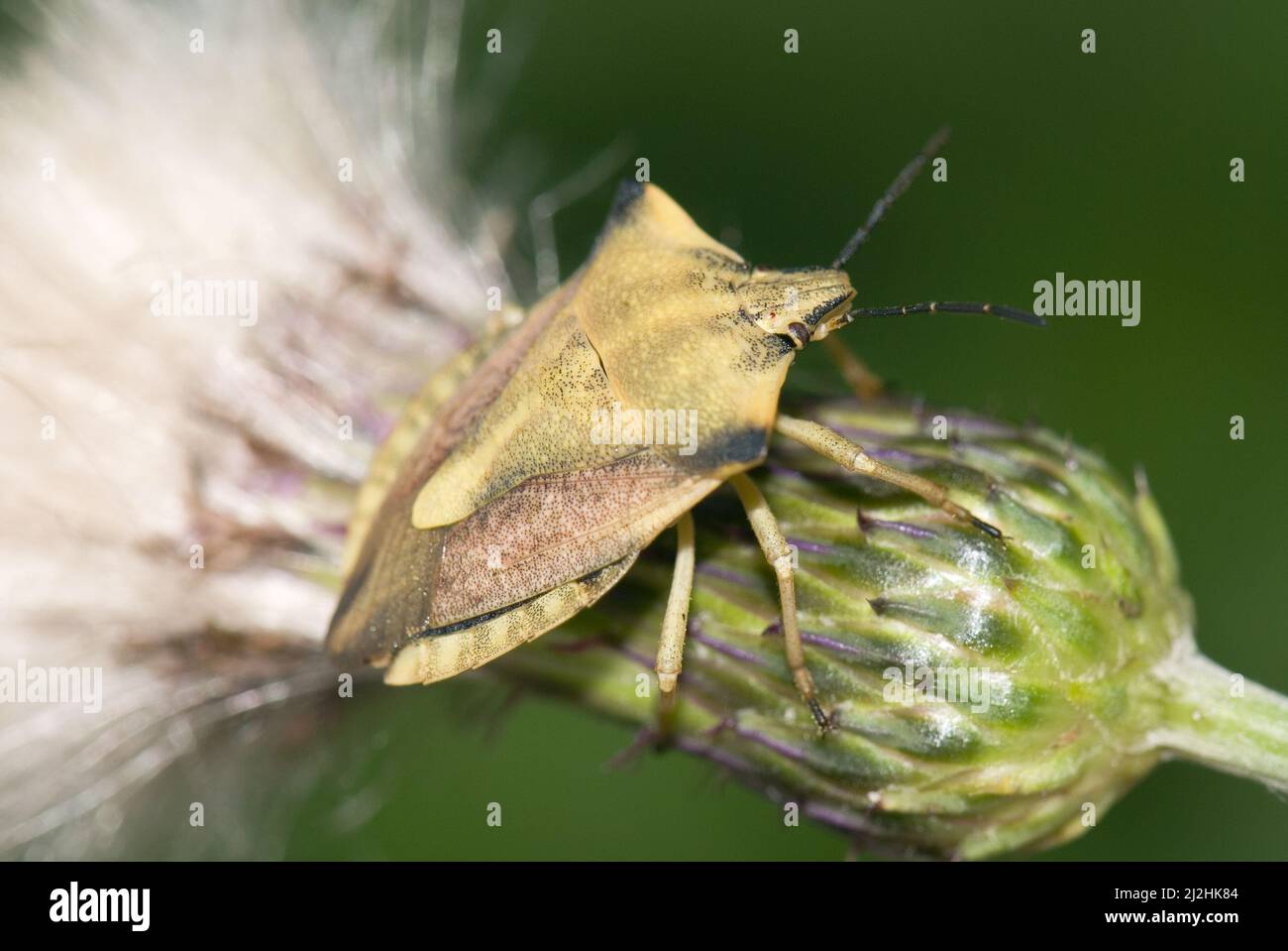Insecte bouclier - Carpocoris fuscispinus, insecte commun beau des prairies et prairies européennes, République tchèque. Banque D'Images