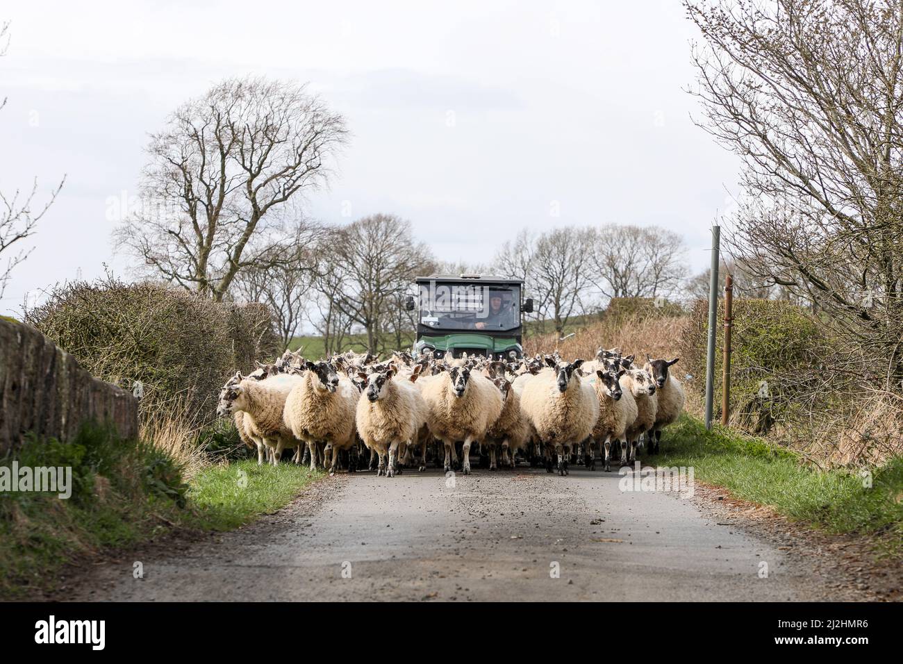 Fermier et son chien dans un véhicule de campagne, herant des moutons le long d'une route de campagne, Ayrshire, Écosse Banque D'Images