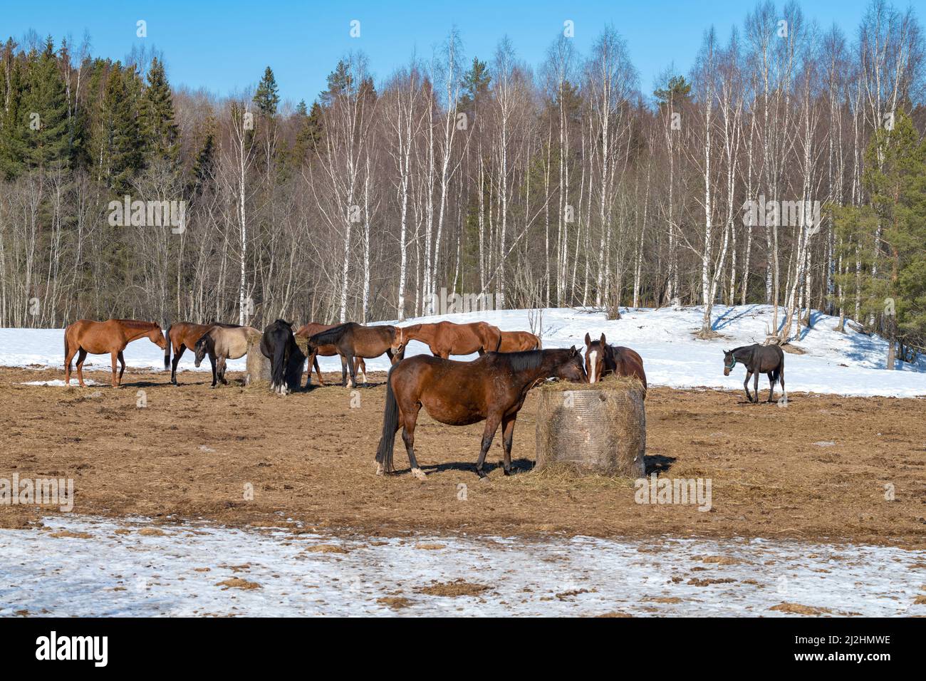 Chevaux dans une chasse ouverte sur le bord de la forêt de printemps. Leningrad, Russie Banque D'Images