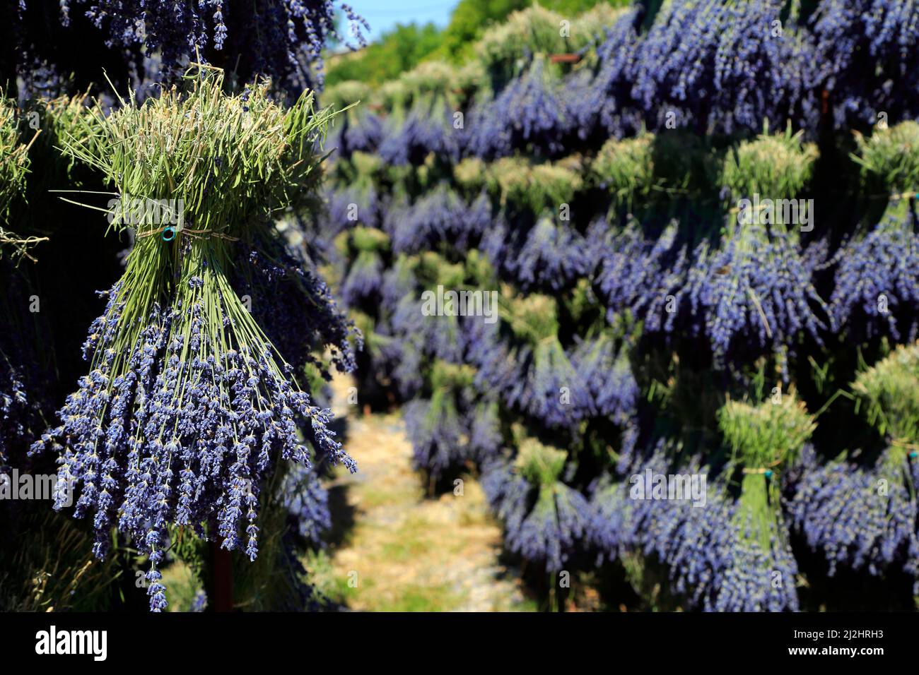 Récolte de la lavande en Drôme Provençale: Séchage des bouquets. Ferrassières, Drôme, France Banque D'Images