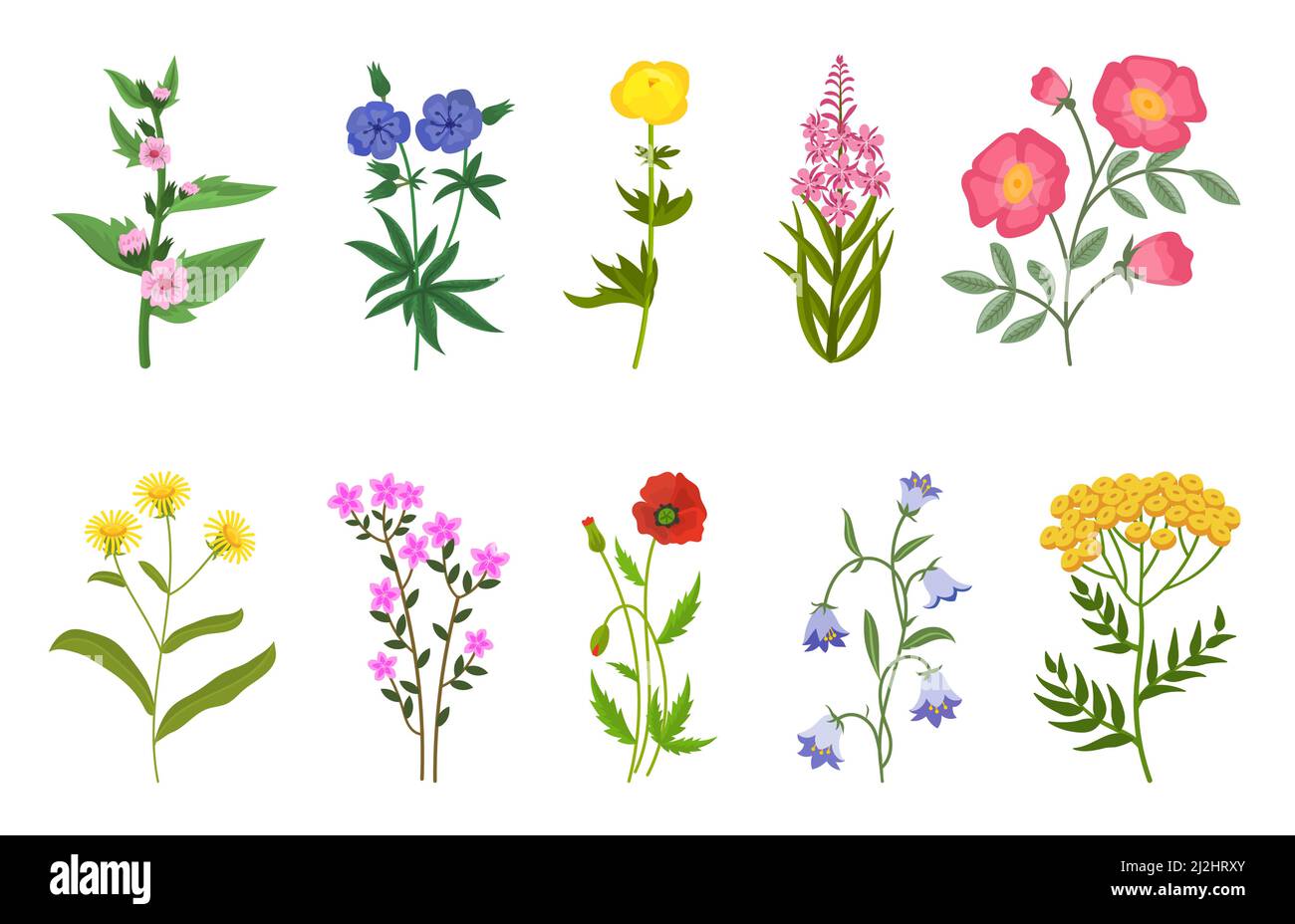 Jeu d'illustrations vectorielles de fleurs sauvages différentes.Collection de fleurs de prairie ou de champ, buttercup jaune et pissenlit, cloches, coquelicots isolés sur le whi Illustration de Vecteur