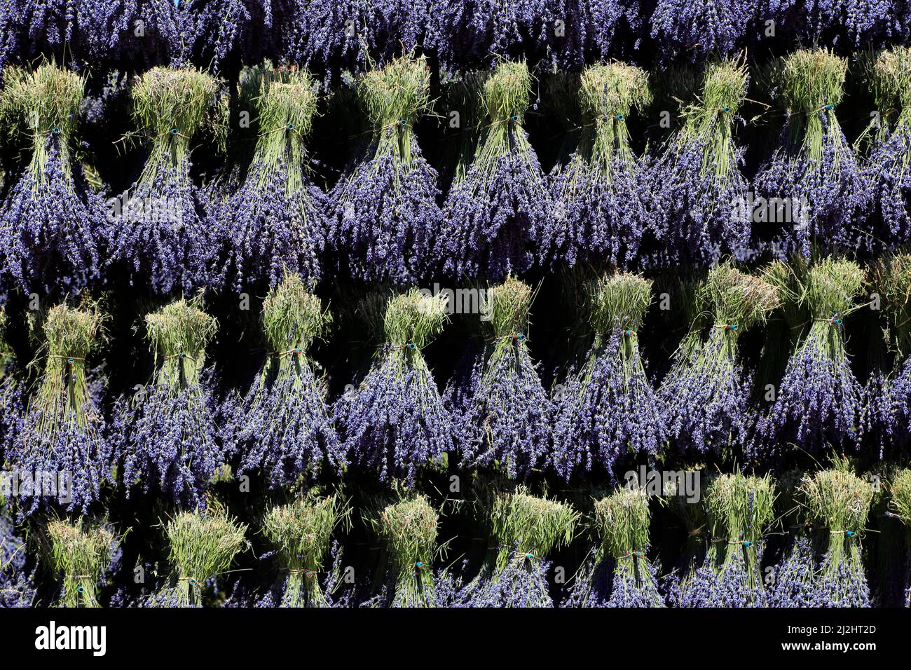 Récolte de la lavande en Drôme Provençale: Séchage des bouquets. Ferrassières, Drôme, France Banque D'Images