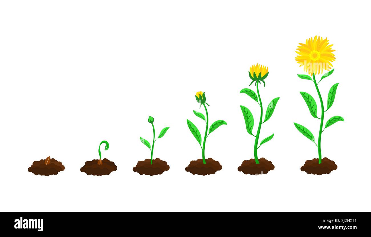 Stades de semis et de croissance des fleurs.Du sol et de la graine au ...