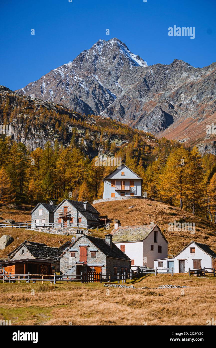 Alpage de haute altitude dans les Alpes avec ses habitations de montagne typiques, pendant la période du feuillage, lorsque la forêt de mélèze devient or. Banque D'Images