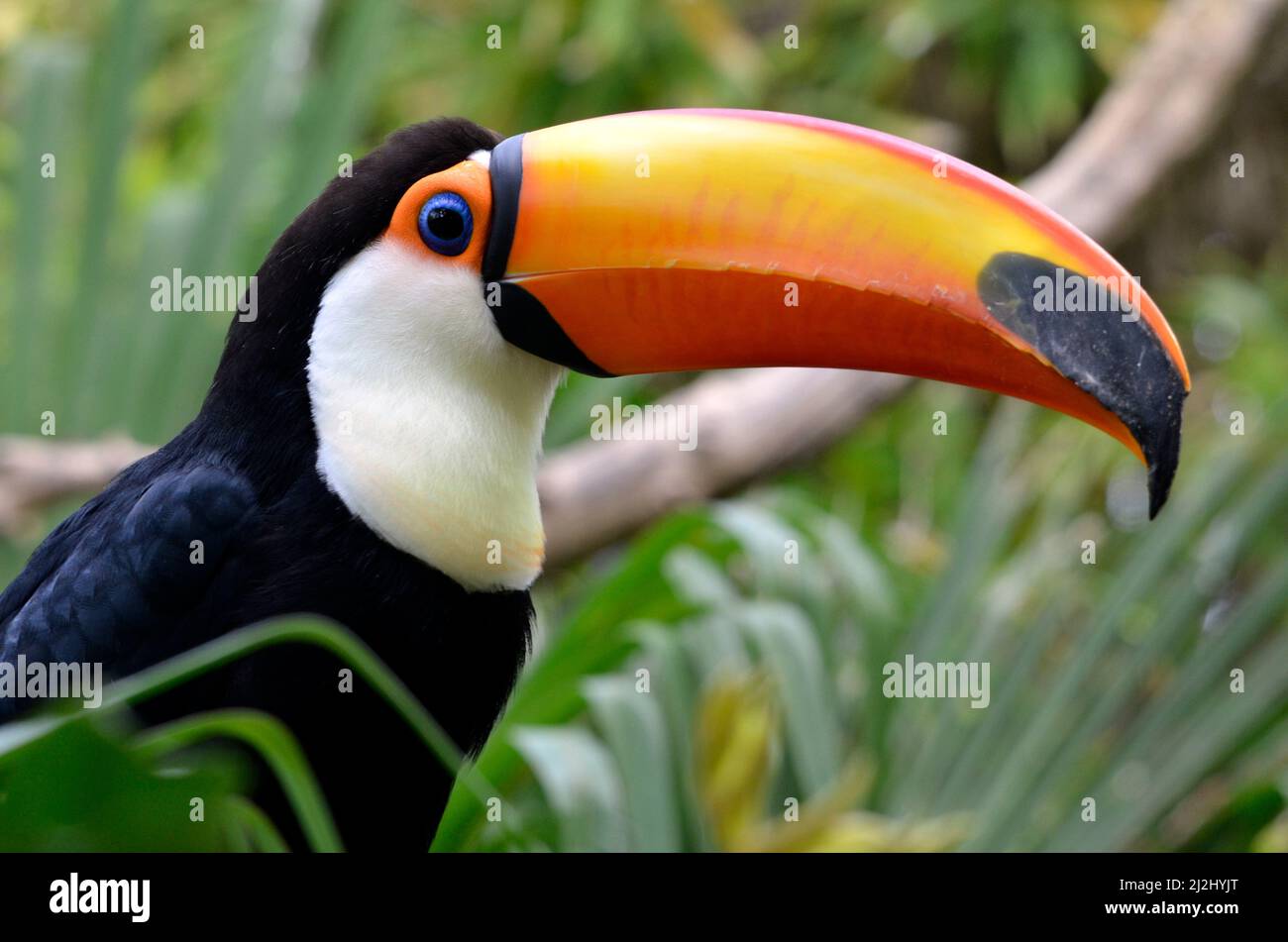 Portrait de profil de Toco Toucan (Ramphastos toco) avec son gros bec étrange Banque D'Images
