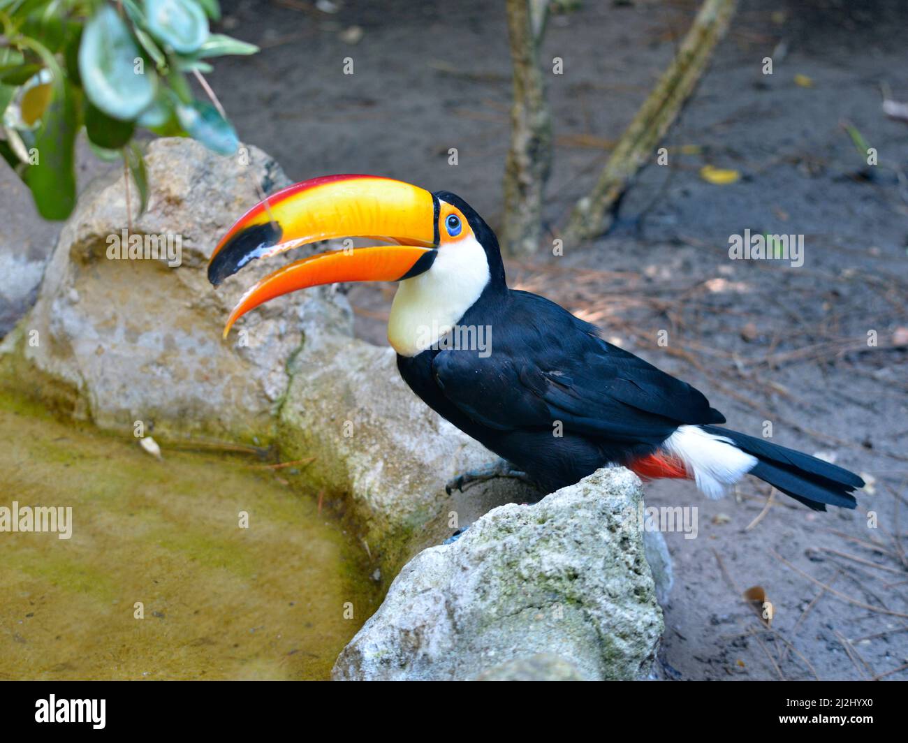 Toco toucan (Ramphastos toco) par l'eau avec son bec ouvert Banque D'Images