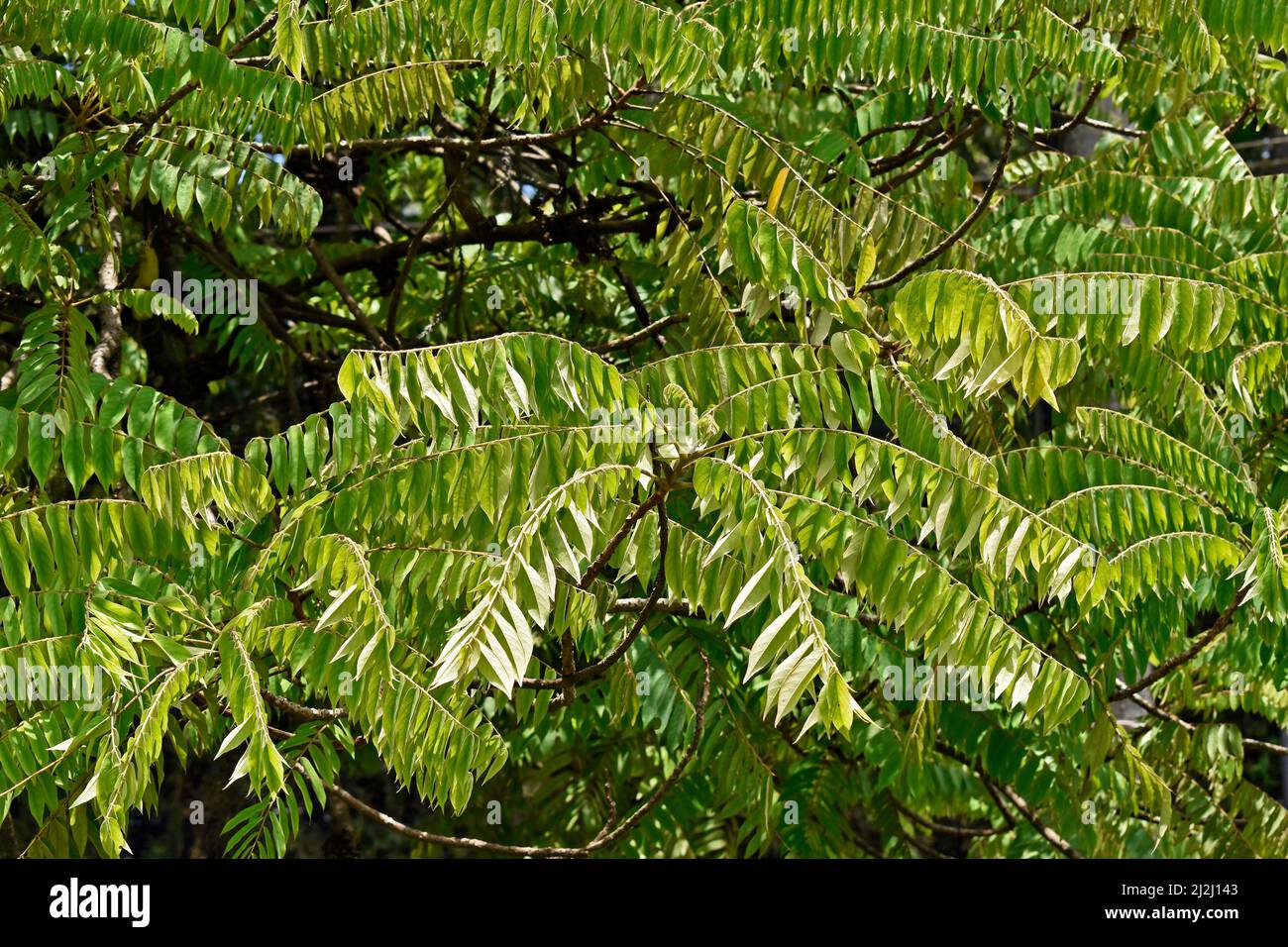 Feuilles de concombre (Averrhoa bilimbi) Banque D'Images Feuilles de concombre (Averrhoa bilimbi) Banque D'Images