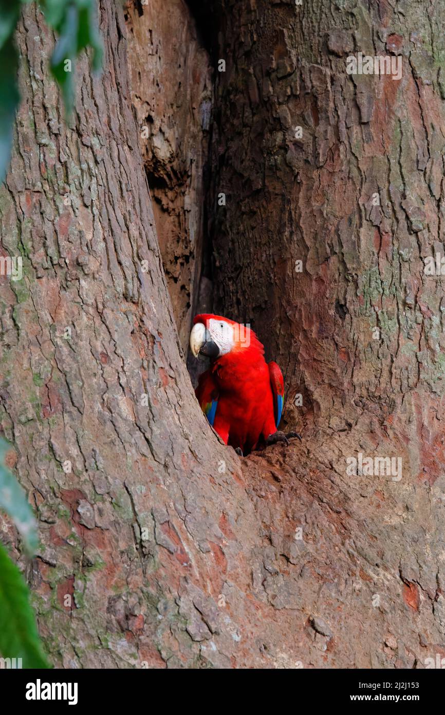 Macaw écarlate – oiseau juvénile dans le trou de nid Ara macao Tarcoles, Costa Rica BI033709 Banque D'Images