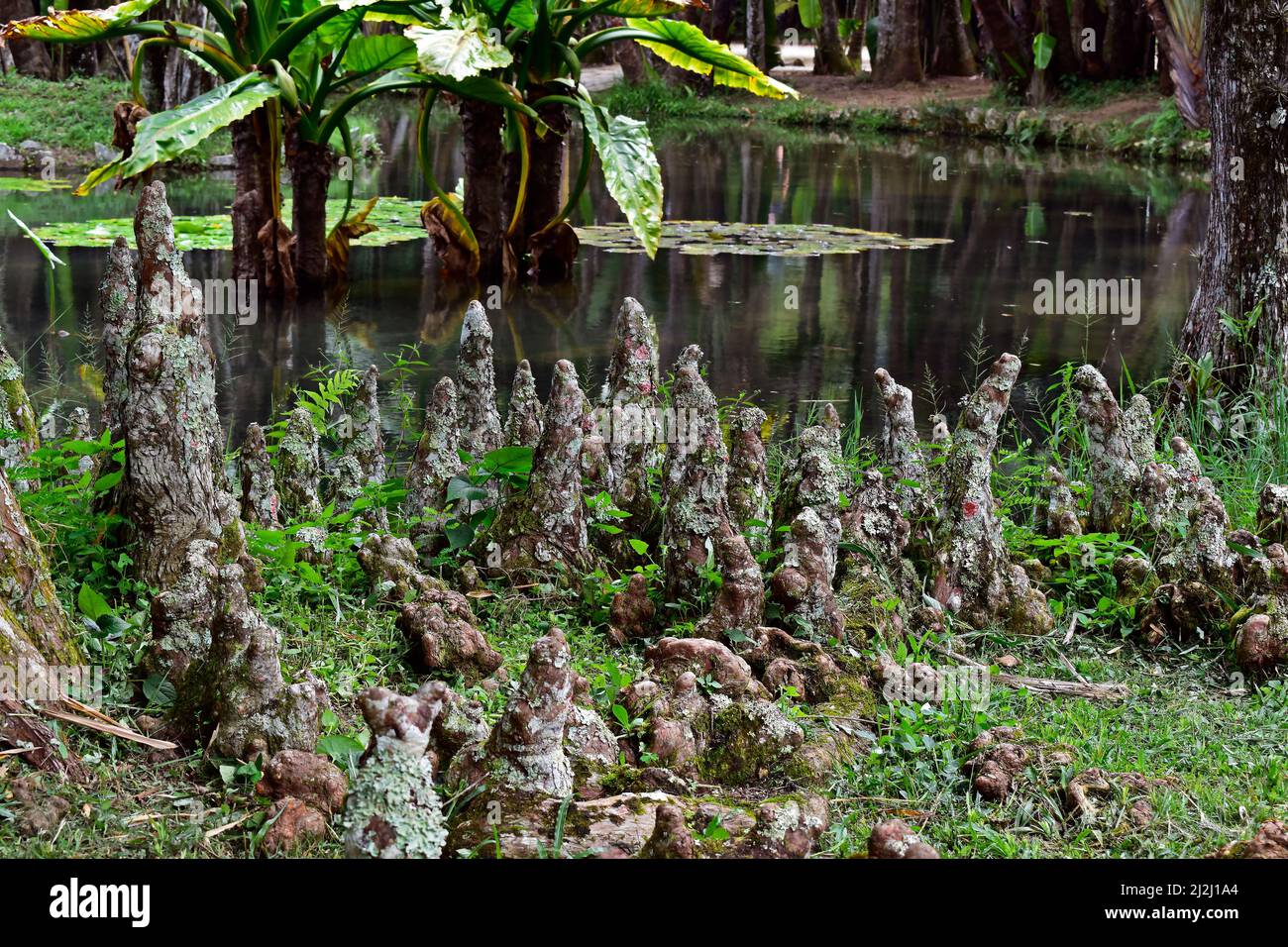 Racines aériennes de cyprès de Bald ou de cyprès de Swamp (Taxodium distichum) Banque D'Images