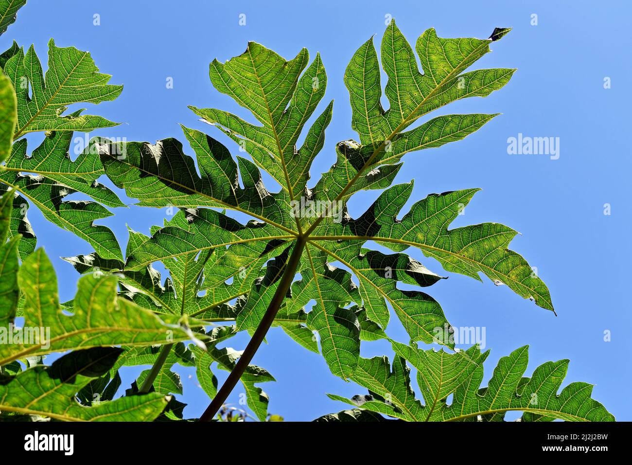 Motif feuilles de papaye et ciel bleu Banque D'Images