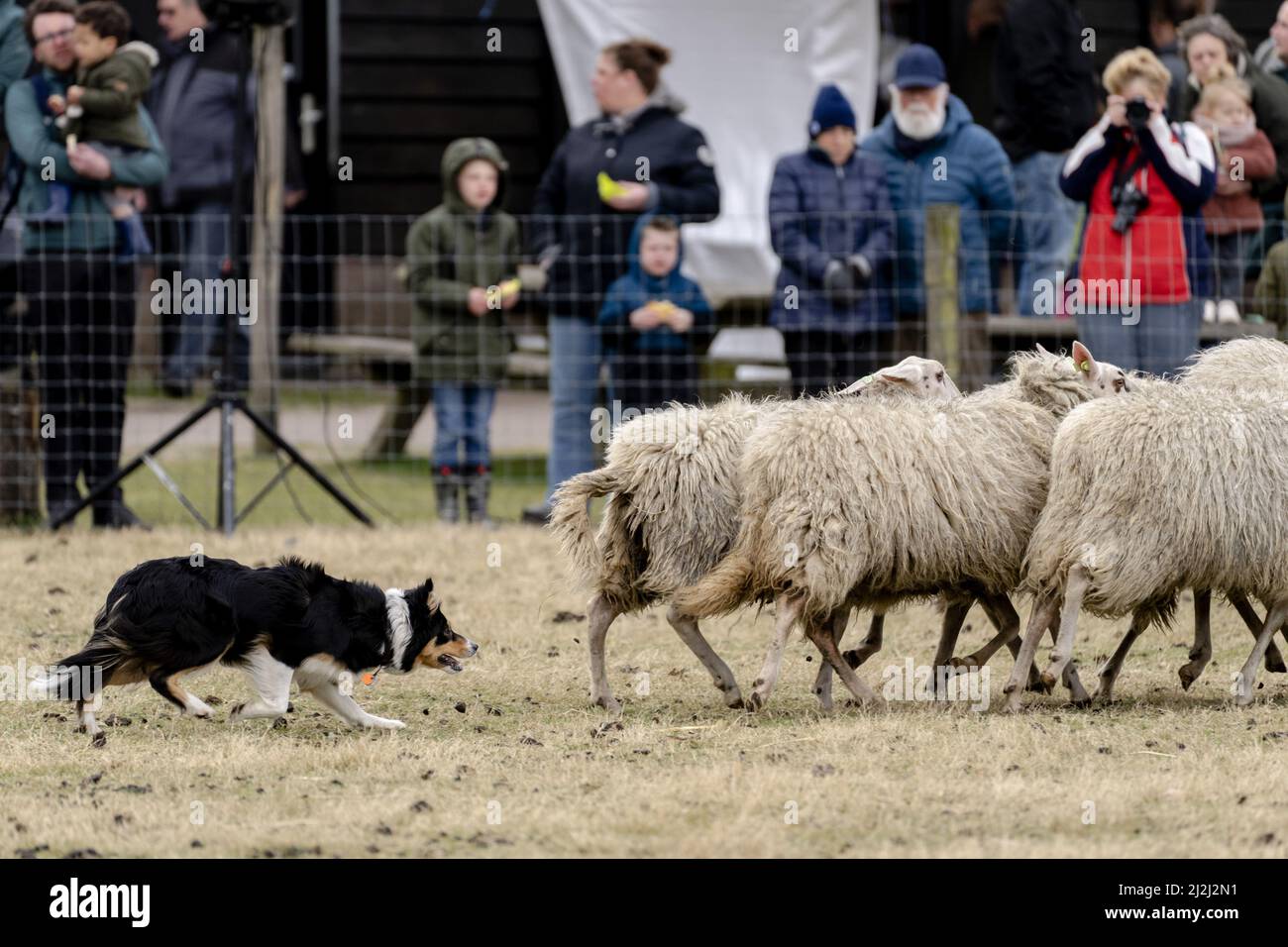 Ermelo, pays-Bas. 2nd avril 2022. 2022-04-02 11:39:15 Un berger fait une démonstration de troupeau de moutons le jour annuel des Lambs au Sheepfold Ermelose à Ermelo, pays-Bas, le 2 avril 2022. Au cours de l'événement, vous pourrez admirer les agneaux nés dans le troupeau. ANP SANDER KONING pays-bas - belgique Out crédit: ANP/Alay Live News Banque D'Images
