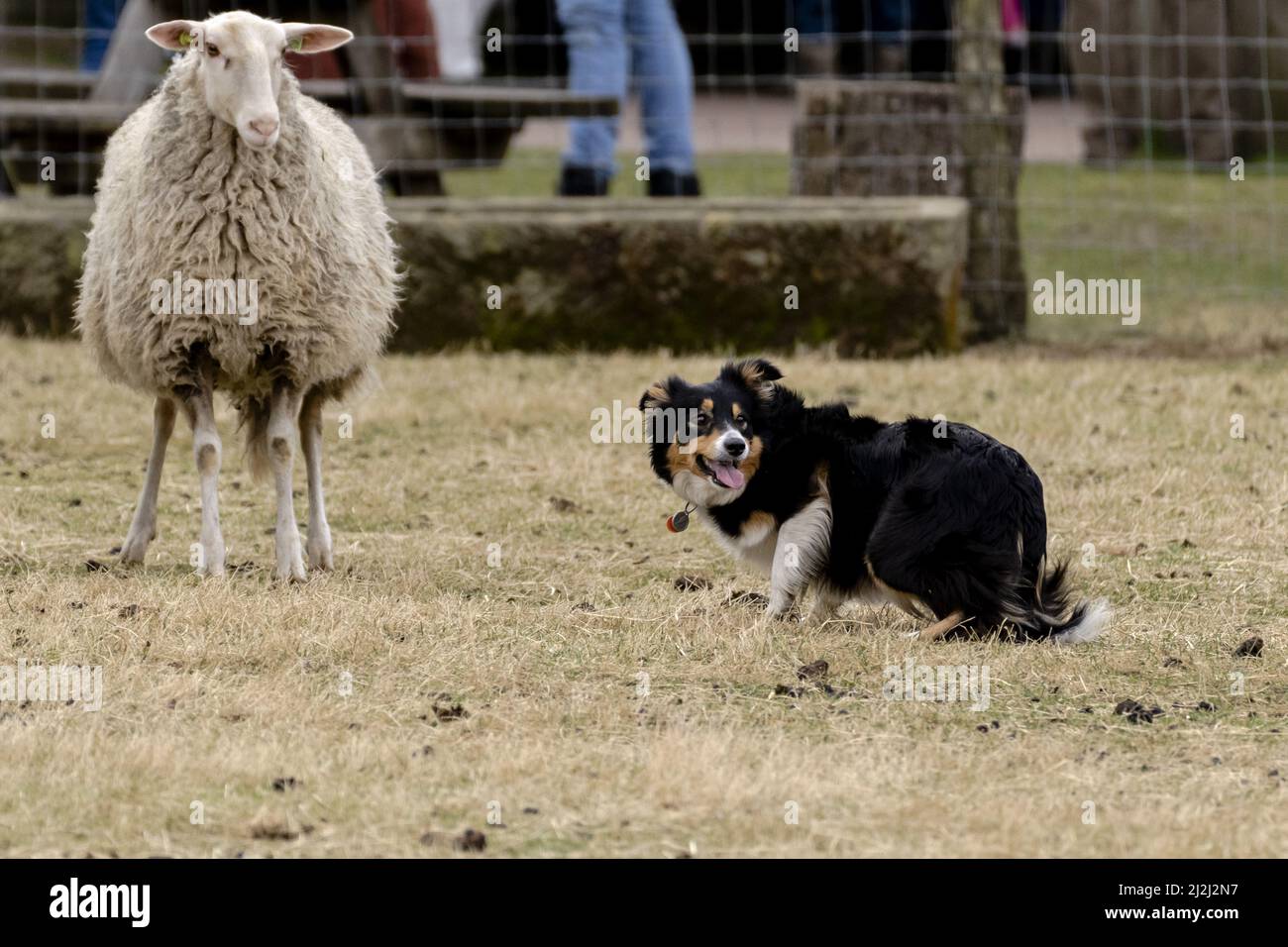 Ermelo, pays-Bas. 2nd avril 2022. 2022-04-02 11:40:23 Un berger fait une démonstration de troupeau de moutons le jour annuel des Lambs au Sheepfold Ermelose à Ermelo, pays-Bas, le 2 avril 2022. Au cours de l'événement, vous pourrez admirer les agneaux nés dans le troupeau. ANP SANDER KONING pays-bas - belgique Out crédit: ANP/Alay Live News Banque D'Images