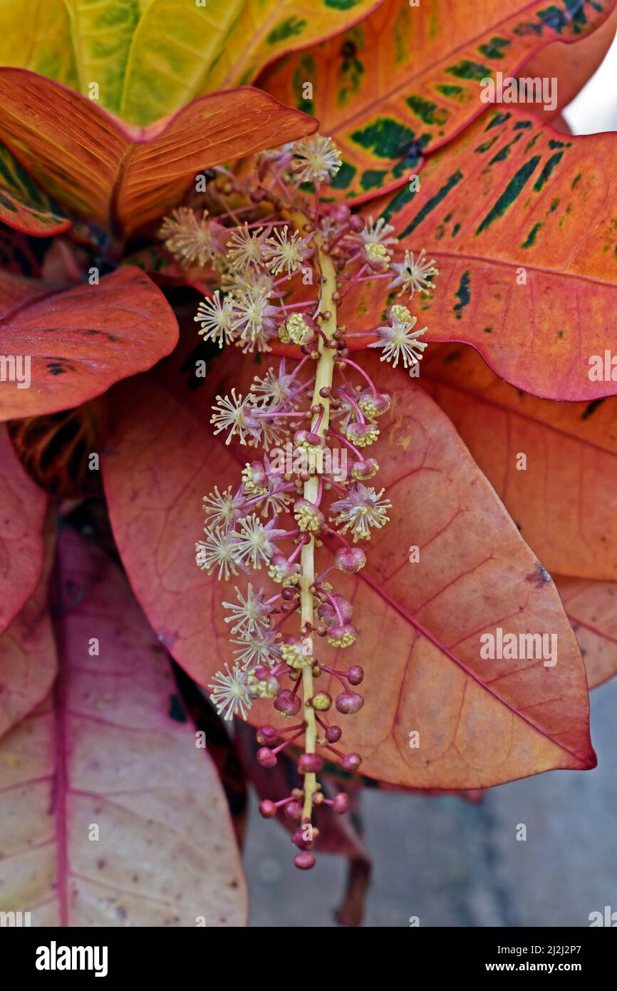Fleurs de croton de feu ou de jardin (Codiaeum variegatum) Banque D'Images