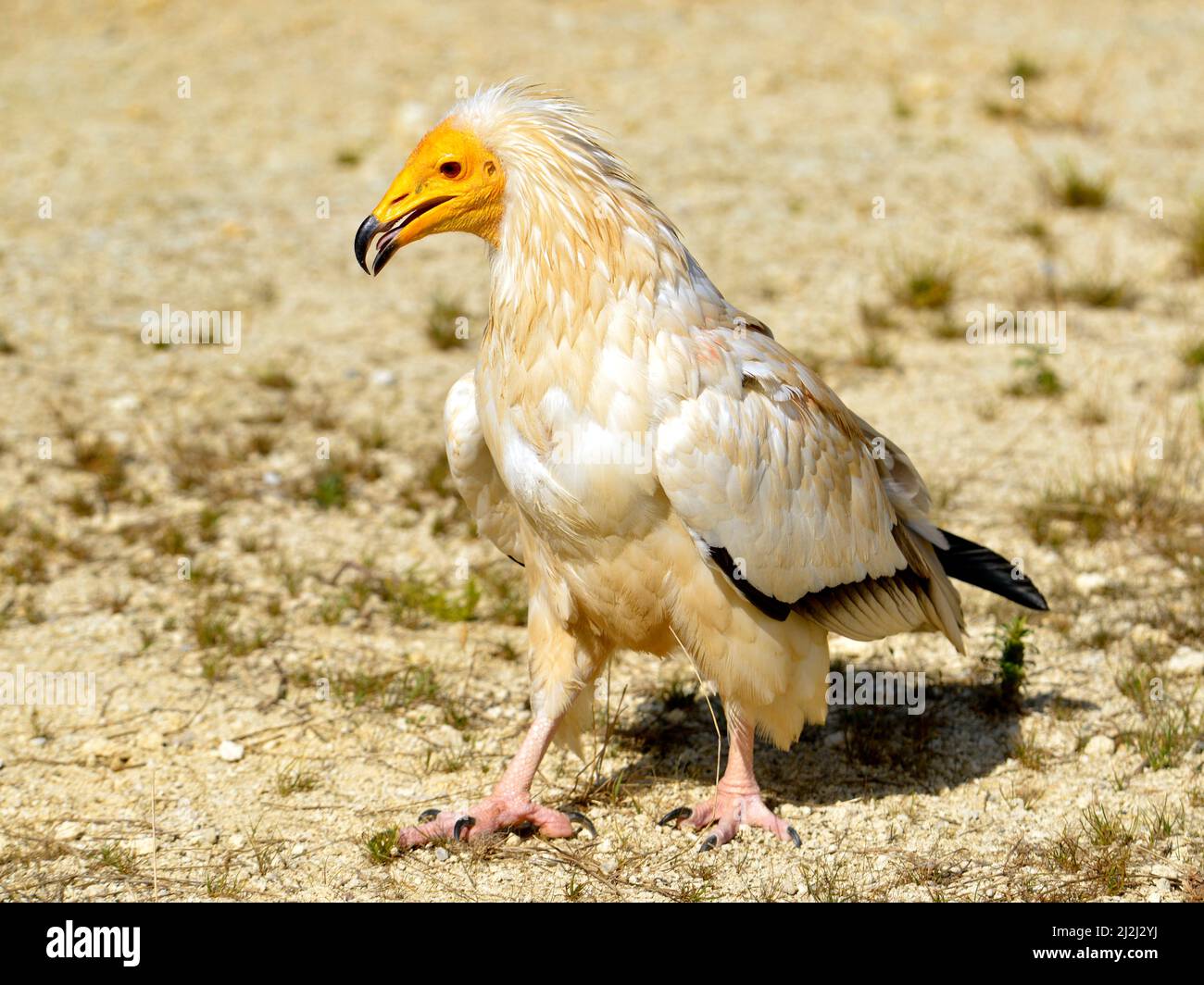 La vautour égyptienne (Neophron percnopterus), également appelée vautour de charpenteur blanc ou poulet de pharaon marchant sur un sol sableux Banque D'Images