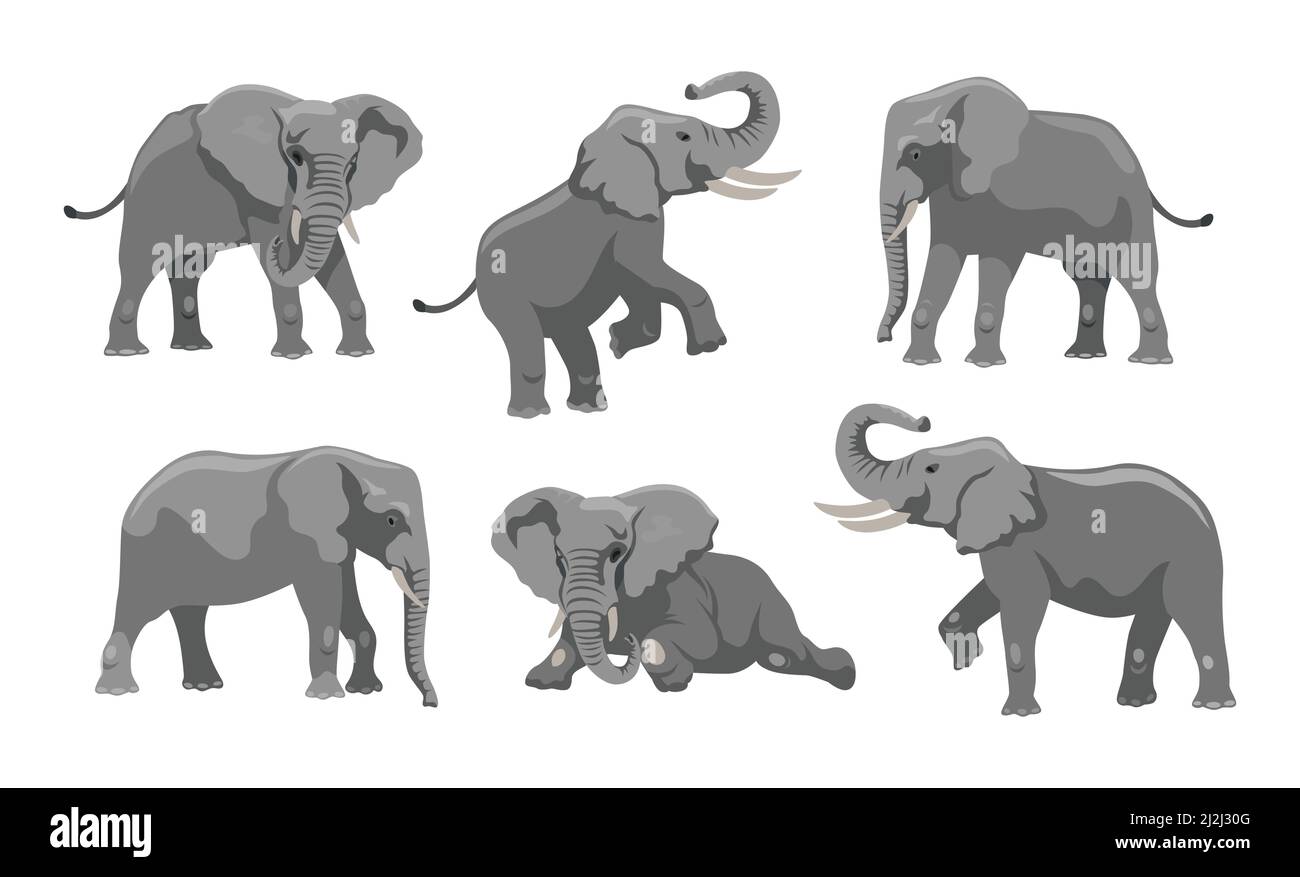 Ensemble d'illustrations représentant un éléphant gris dans différentes positions. Grand personnage de mammifère africain avec de grandes oreilles et tronc marchant, allongé et sautant sur wh Illustration de Vecteur