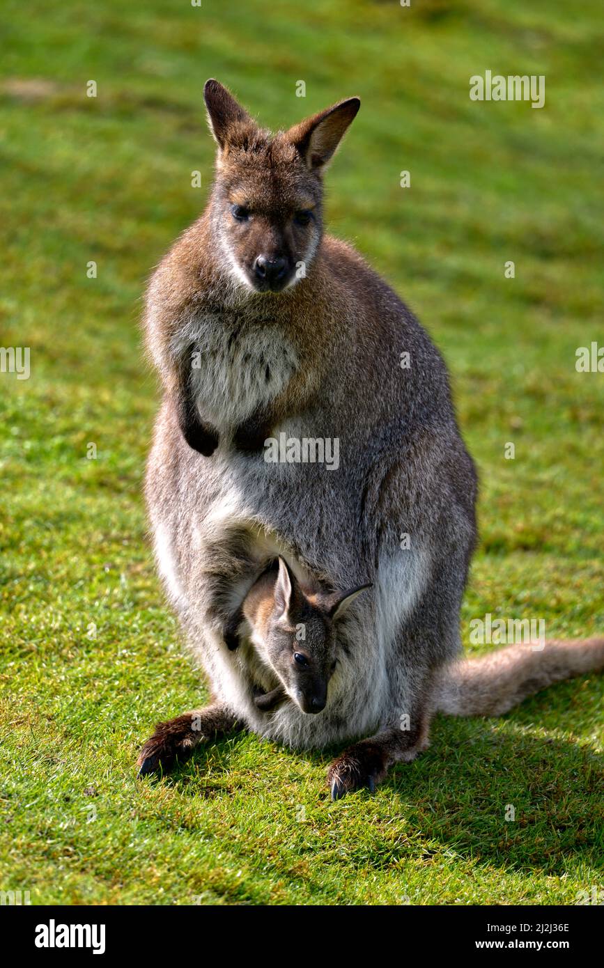 Red-necked wallaby de Bennett wallaby ou (Macropus rufogriseus) et son joey dans la poche Banque D'Images