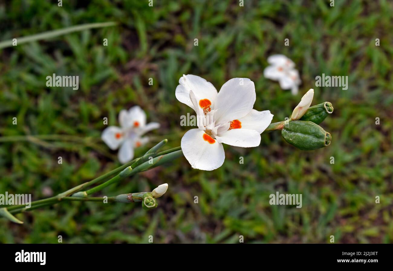 Iris africain, lys bimensuel ou iris morea (Dietes iridioides) Banque D'Images