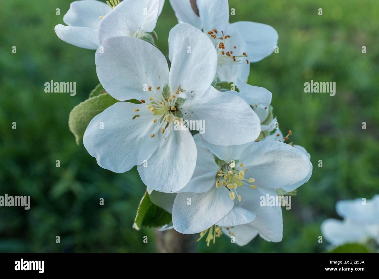 Fleurs du pommier. Une branche d'un pommier en fleur. Fleurs pommiers en gros plan. Fleurs de pomme blanche pour la publication, la conception, la poste Banque D'Images