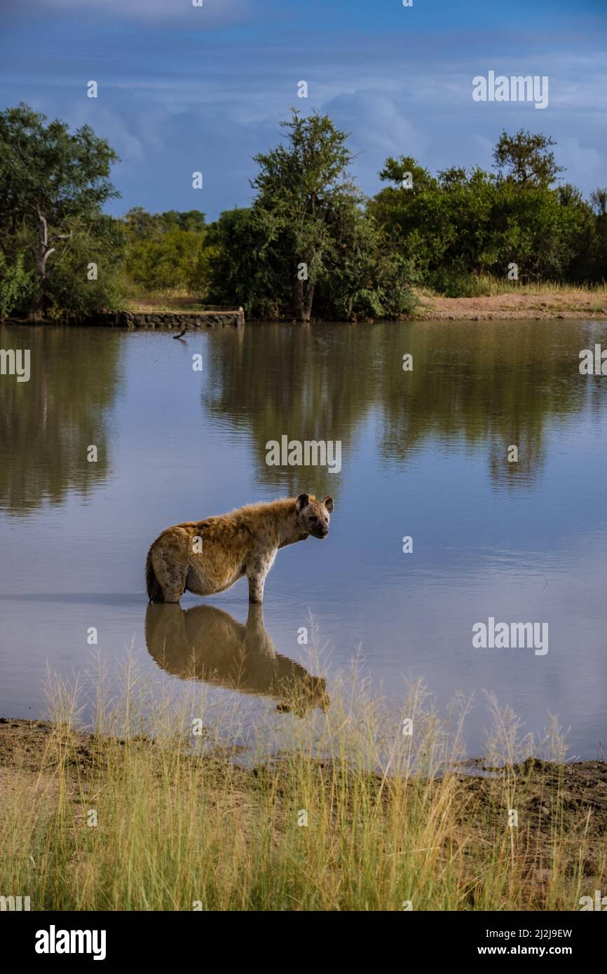 Enceinte Hyena, jeune hyena dans le parc national Kruger Afrique du Sud, famille Hyena en Afrique du Sud. Banque D'Images