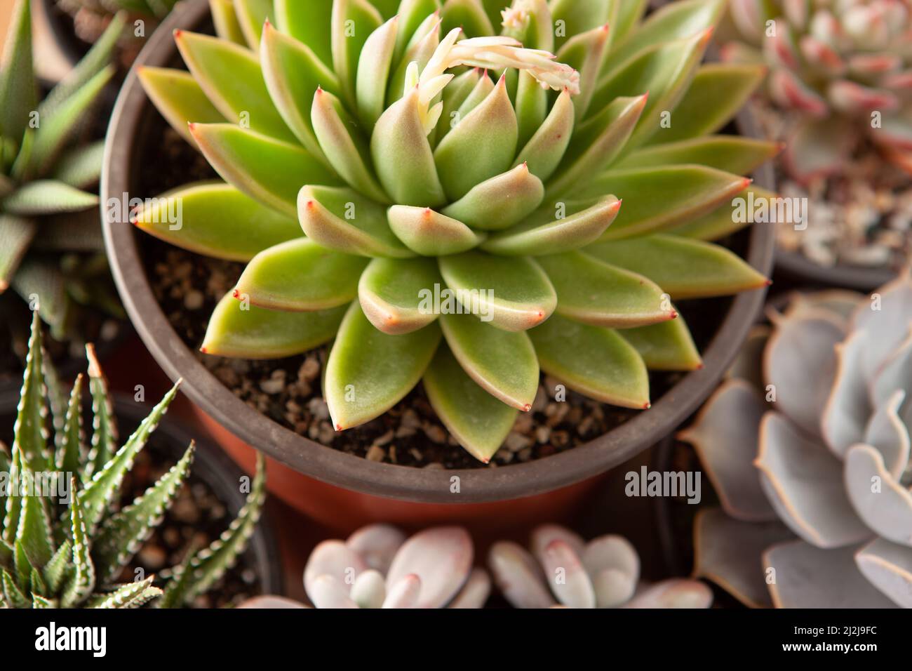 Succents rosettes dans les pots, vue de dessus. Composition de variétés colorées d'écheveria et de plantes haworthia. Arrière-plan réussi pour post, économiseur d'écran Banque D'Images