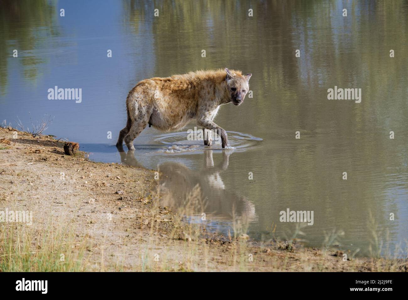 Enceinte Hyena, jeune hyena dans le parc national Kruger Afrique du Sud, famille Hyena en Afrique du Sud. Banque D'Images