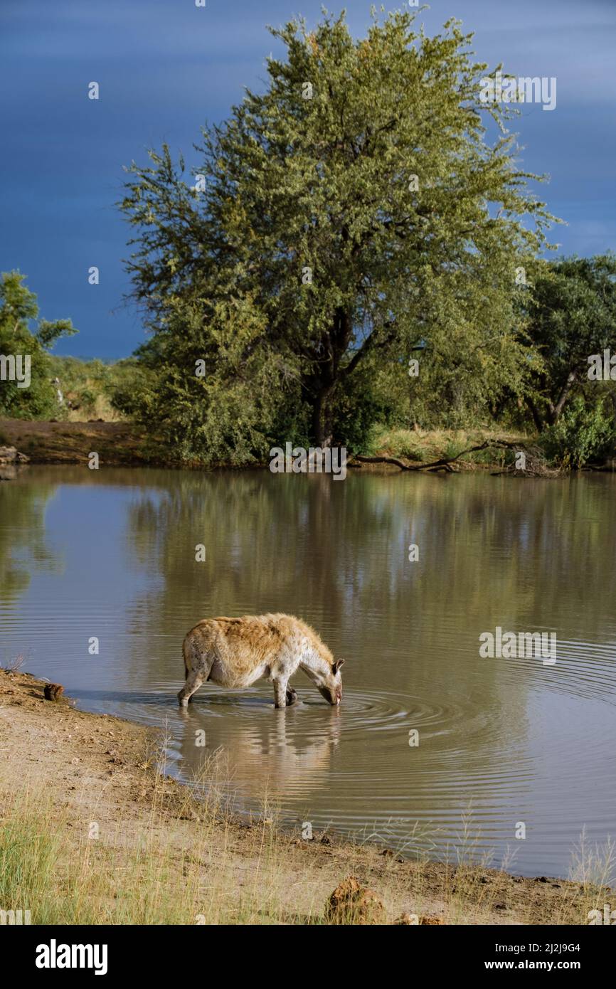 Enceinte Hyena, jeune hyena dans le parc national Kruger Afrique du Sud, famille Hyena en Afrique du Sud. Banque D'Images