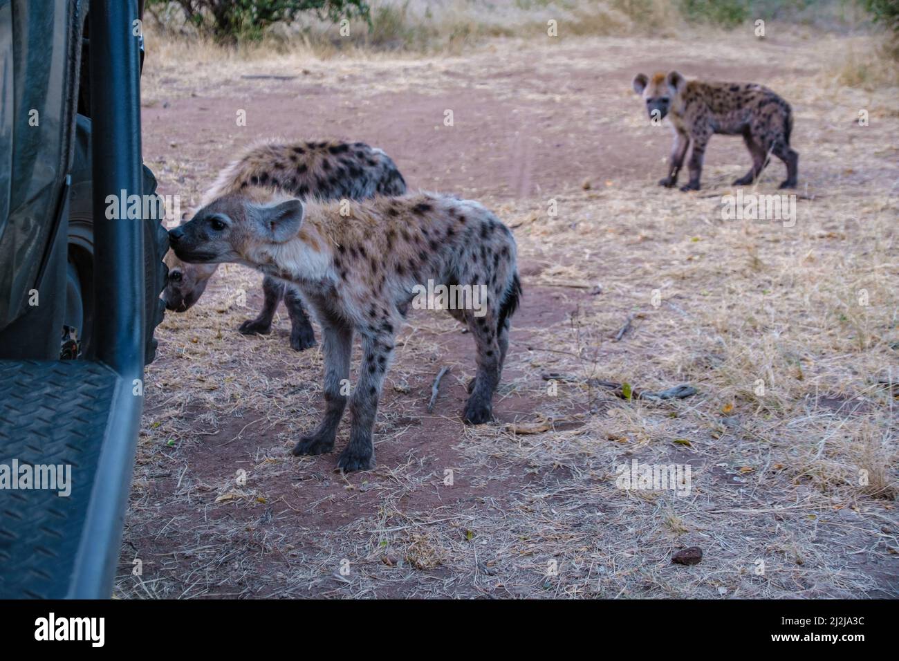 Jeune hyena dans le parc national Kruger Afrique du Sud, famille Hyena en Afrique du Sud. Banque D'Images