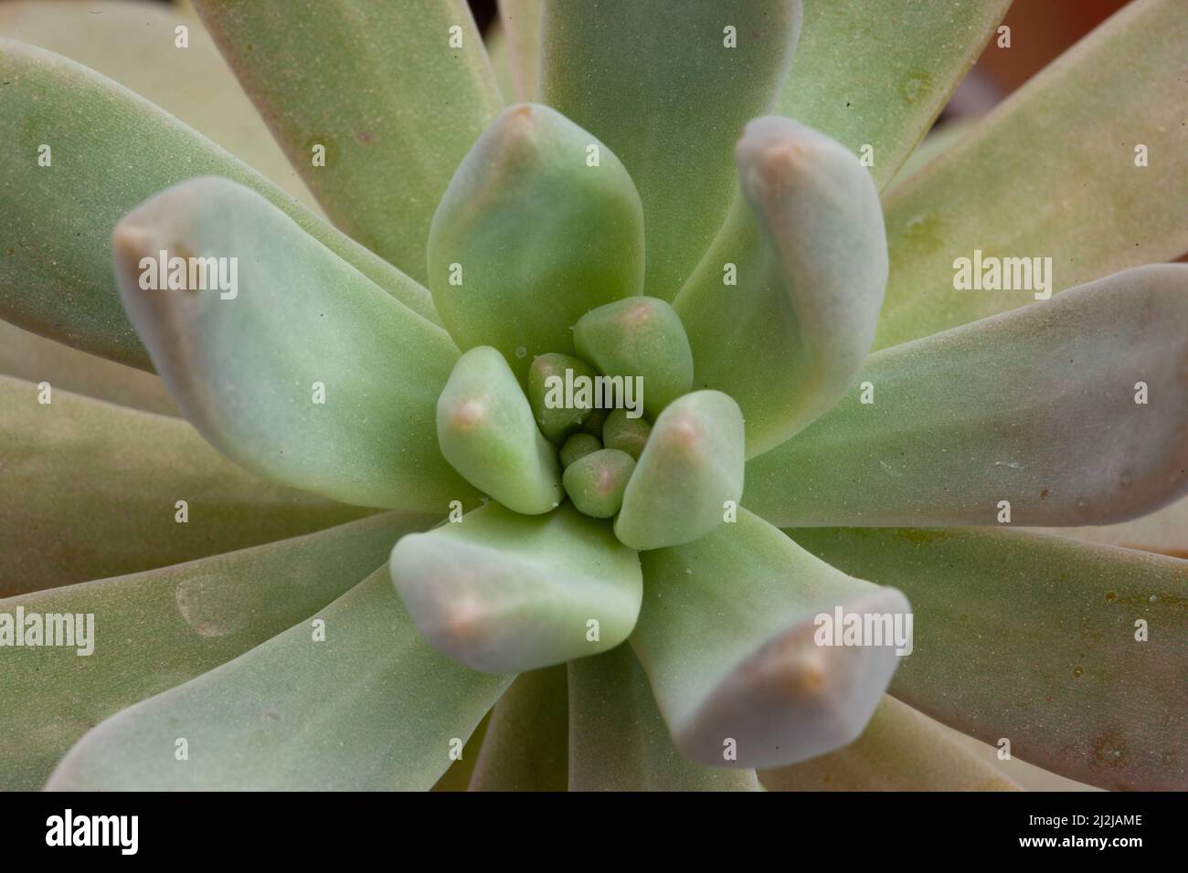 Vue en gros plan d'une rosette succulente avec des feuilles vert clair pour la conception ou le projet, pour la publication, l'affiche, le calendrier, la poste, économiseur d'écran, fond d'écran Banque D'Images