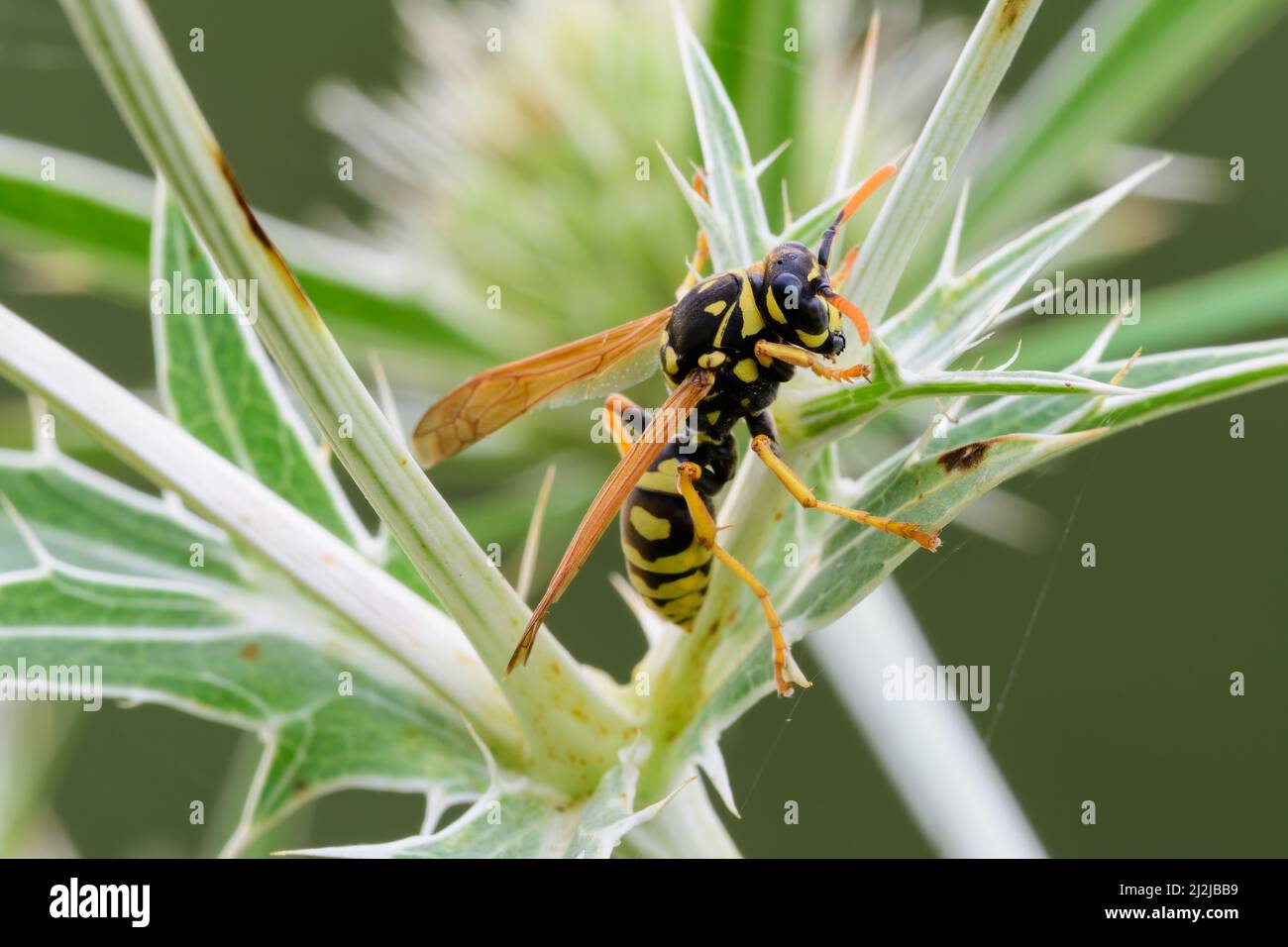 Guêpe commune, Vespula vulgaris assise sur une feuille de chardon épineux. Dans la prairie. Vue latérale, gros plan. Trencin, Slovaquie Banque D'Images
