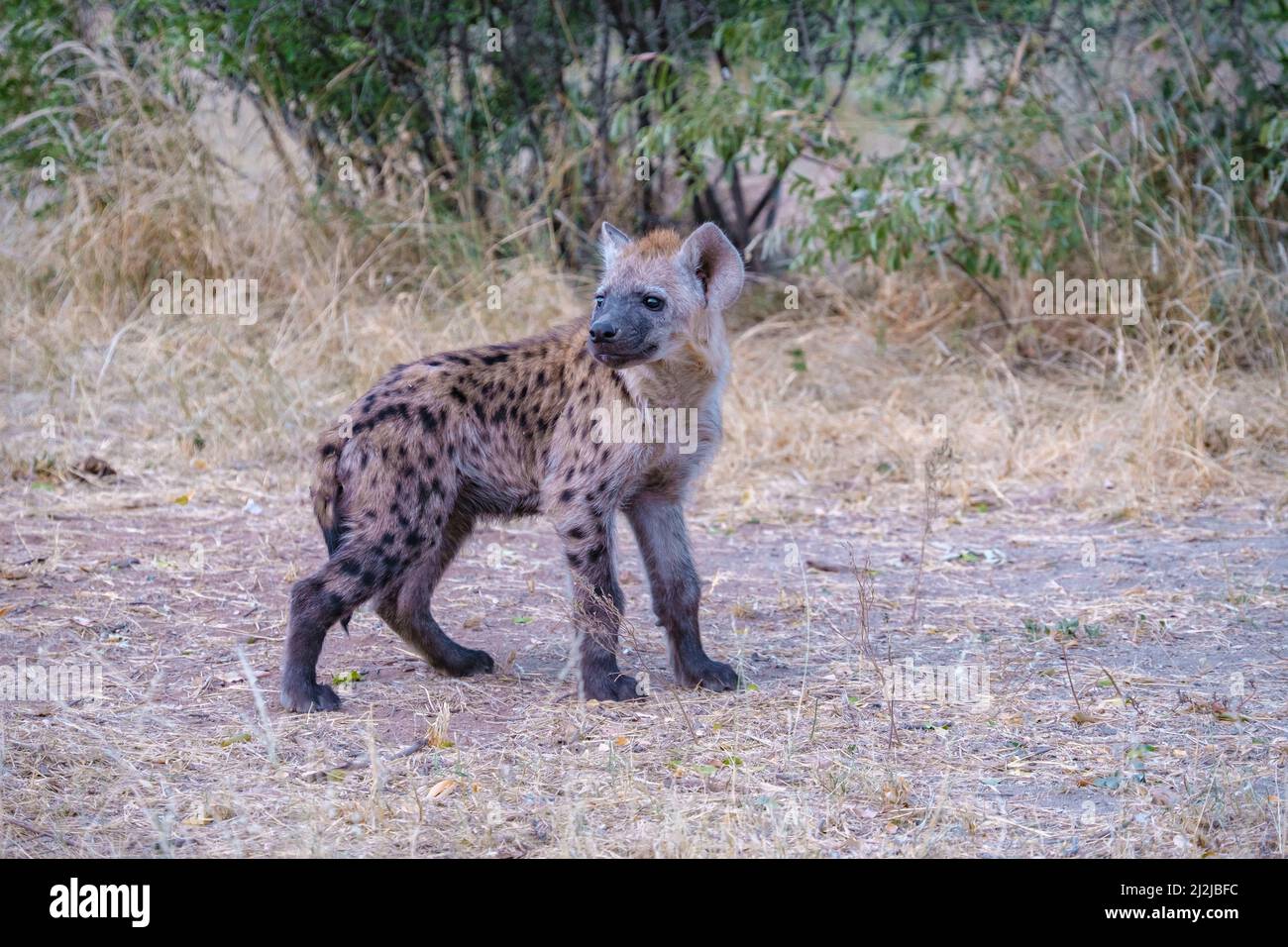 Jeune hyena dans le parc national Kruger Afrique du Sud, famille Hyena en Afrique du Sud. Banque D'Images