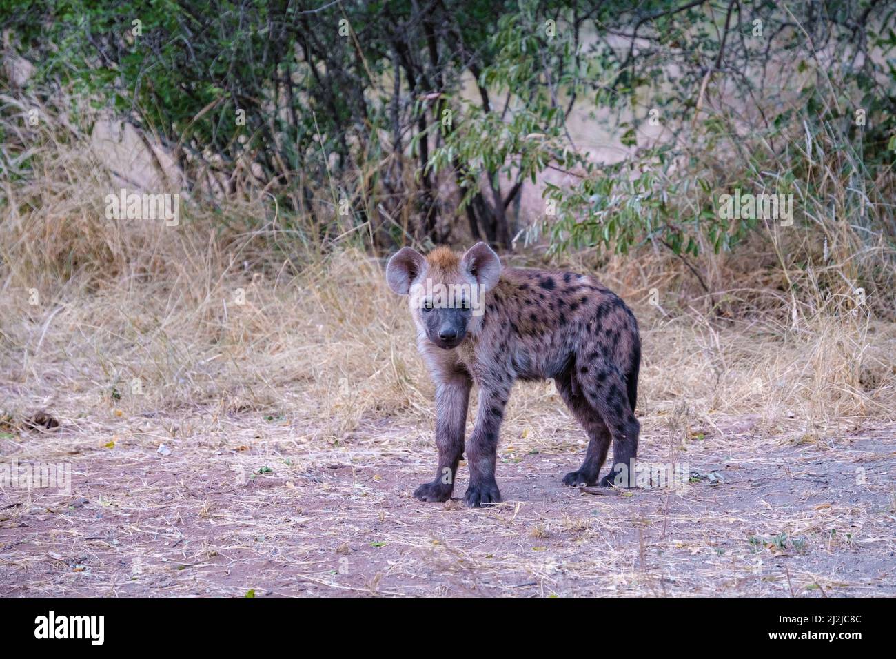 Jeune hyena dans le parc national Kruger Afrique du Sud, famille Hyena en Afrique du Sud. Banque D'Images
