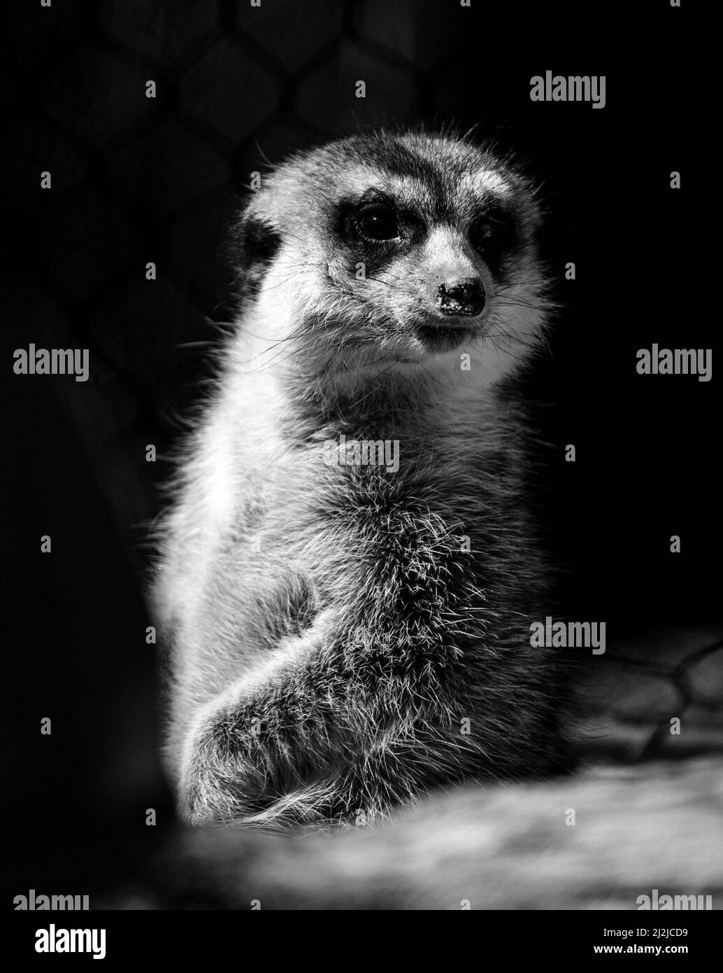 Gros plan noir et blanc en niveaux de gris d'un suricate de meerkat Banque D'Images