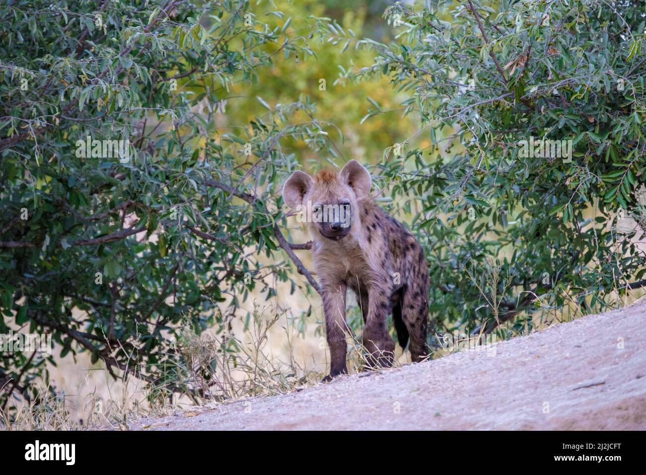 Jeune hyena dans le parc national Kruger Afrique du Sud, famille Hyena en Afrique du Sud. Banque D'Images
