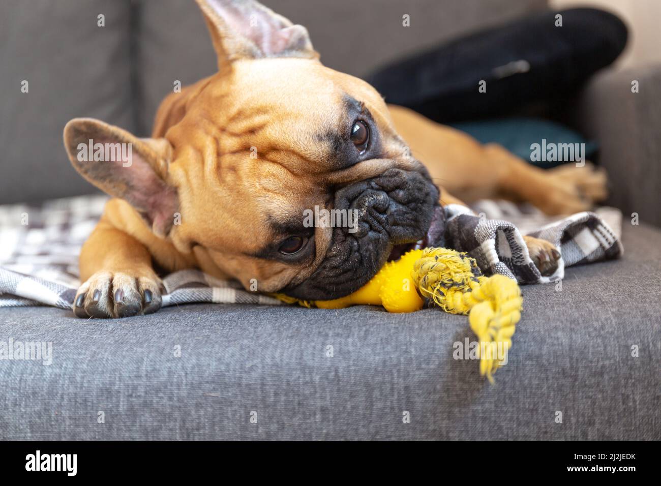 Chien taureau français chiot jouant avec jouet jaune sur le canapé à la maison Banque D'Images