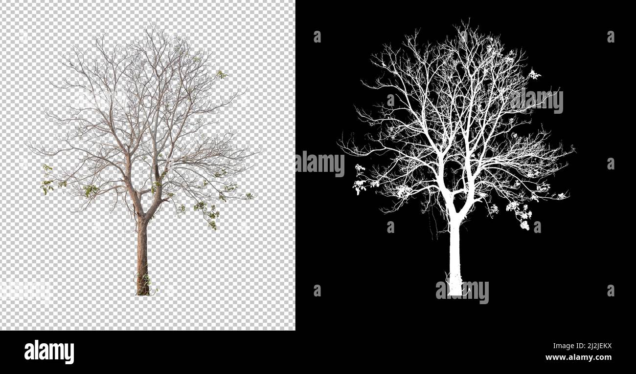 Arbre sans feuilles découpé à partir de l'arrière-plan original, image d'arrière-plan transparente avec tracé de coupures et couche alpha pour un pinceau et une sélection facile Banque D'Images